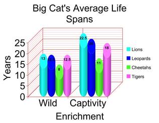 Our Thoughts On Enrichment Big Cats,Strawberry Sorbet Recipe